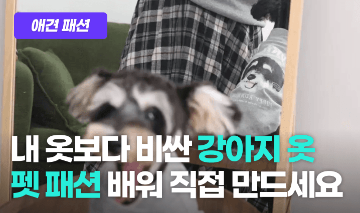 애견 의류 프로그램 이미지